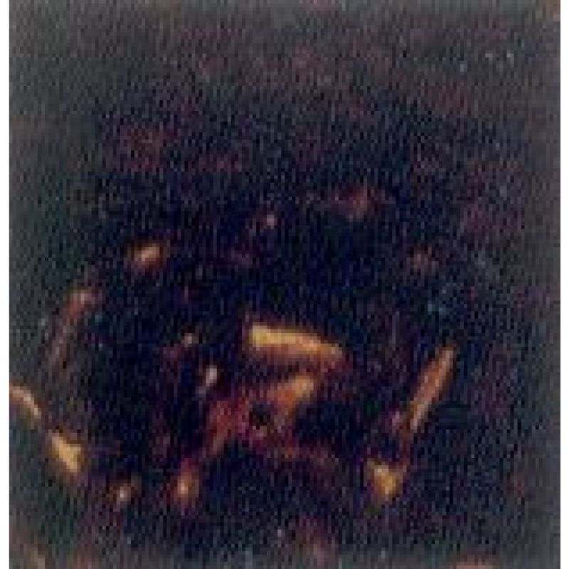 F5 Negro Concha